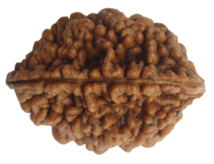 2 Mukhi