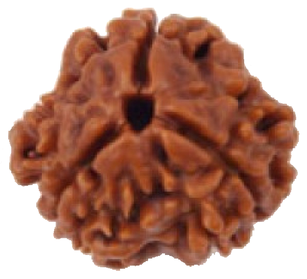 3 Mukhi