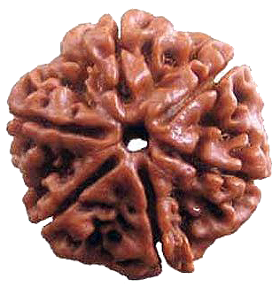 6 Mukhi