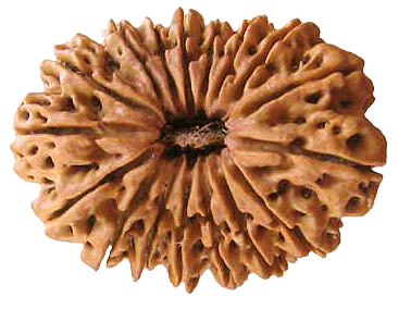 17 Mukhi