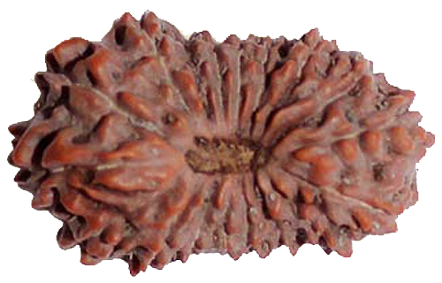 18 Mukhi