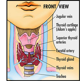 Thyroid