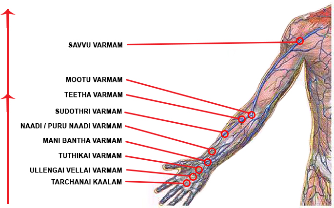 Varmam Point